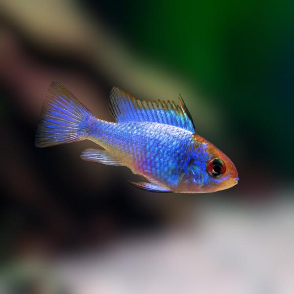熱帯魚 ドワーフシクリッド コバルトブルーラム 2.5cm± 1匹 【全身メタリックブルー】【人気の...