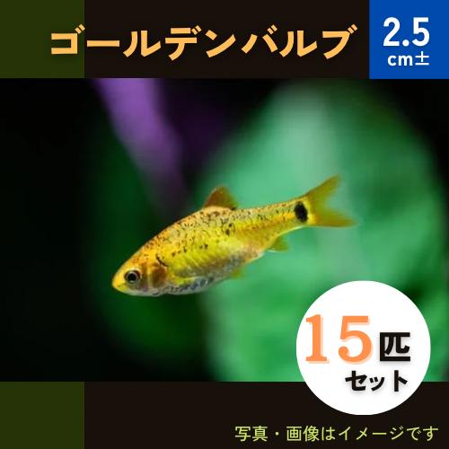 (熱帯魚・コイ)　ゴールデンバルブ　2.5cm±　15匹