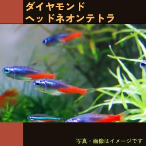 (熱帯魚・カラシン)　ダイヤモンドヘッドネオンテトラ　1.5cm±　5匹｜mame-store