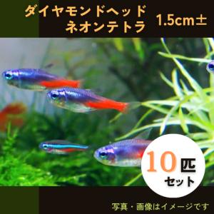 (熱帯魚・カラシン)　ダイヤモンドヘッドネオンテトラ　1.5cm±　10匹｜mame-store