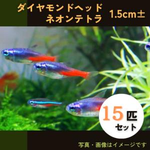 (熱帯魚・カラシン)　ダイヤモンドヘッドネオンテトラ　1.5cm±　15匹｜mame-store