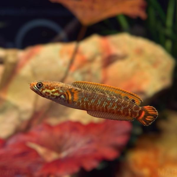 熱帯魚 スネークヘッド レインボースネークヘッド 約9cm 1匹 【非常に美しい】【小型で飼いやすい...
