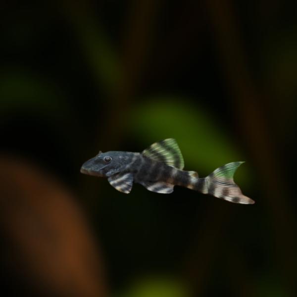 熱帯魚 プレコ ホワイトタイガープレコ 4cm± 1匹 【人気の定番高級種】