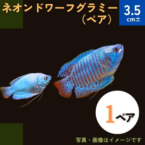 (熱帯魚・グラミー)　ネオンドワーフグラミー　3.5cm±　1ペア
