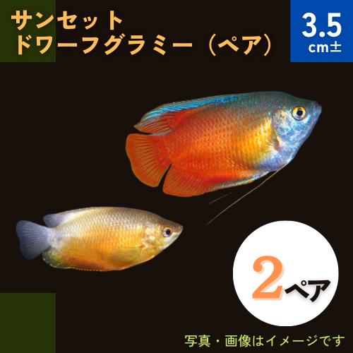 (熱帯魚・グラミー)　サンセットドワーフグラミー　3.5cm±　2ペア