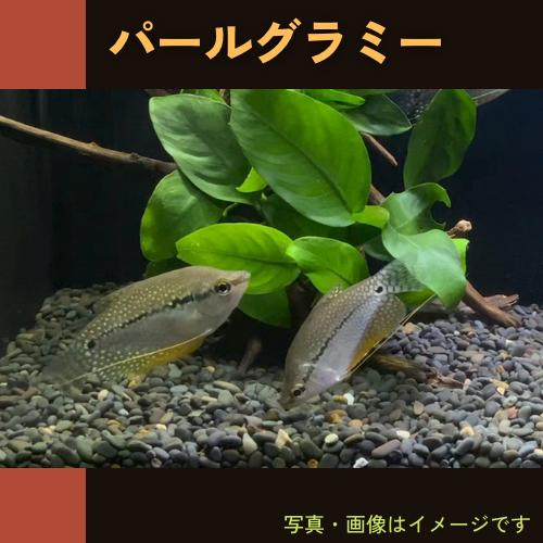 (熱帯魚・グラミー)　パールグラミー　5cm±　1匹