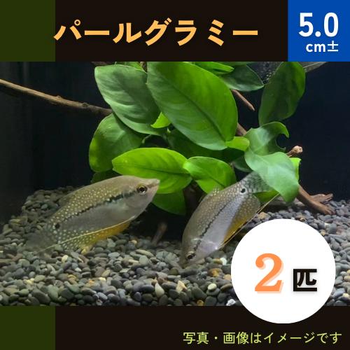 (熱帯魚・グラミー)　パールグラミー　5cm±　2匹