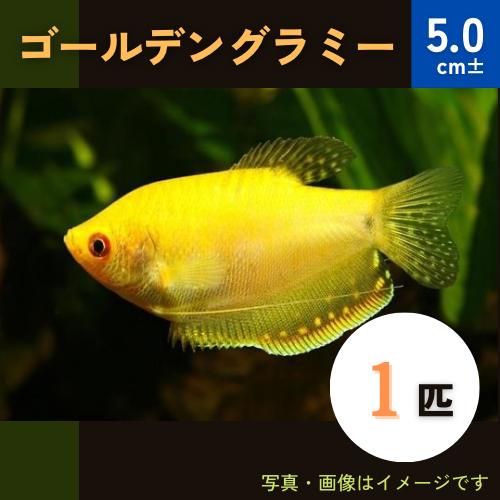 (熱帯魚・グラミー)　ゴールデングラミー　5cm±　1匹