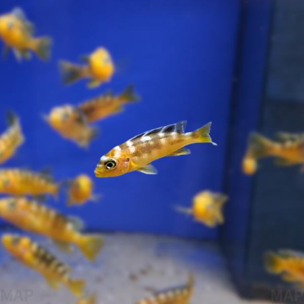 熱帯魚 アフリカンシクリッド マラウイ湖 ムブナ カメレオンシクリッド (Pseudotropheu...