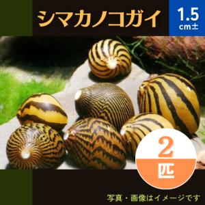 (熱帯魚・貝)　シマカノコガイ　1.5cm±　2個｜mame-store