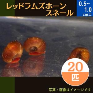 (熱帯魚・貝)　レッドラムズホーン　0.5〜1cm±　20個｜mame-store