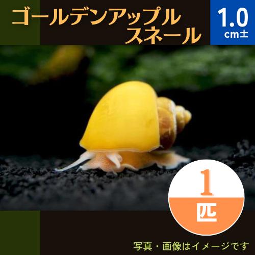 (熱帯魚・貝)　ゴールデンアップルスネール　1cm±　1個