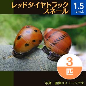 (熱帯魚・貝)　レッドタイヤトラックスネール　1.5cm±　3個｜mame-store