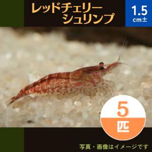 (熱帯魚・淡水エビ)　レッドチェリーシュリンプ　1.5cm±　5匹｜mame-store