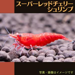 (熱帯魚・淡水エビ)　スーパーレッドチェリーシュリンプ（ファイヤーレッドチェリー）　1.5cm±　5匹