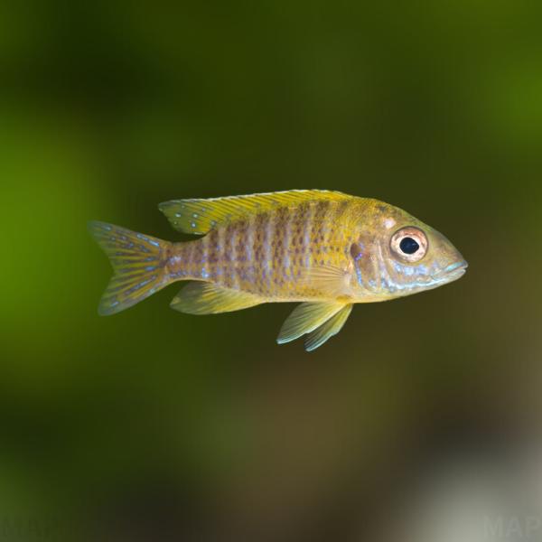 熱帯魚 アフリカンシクリッド イエローピーコックシクリッド (Aulonocara baenschi...