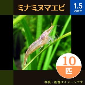 （熱帯魚・淡水エビ）　ミナミヌマエビ　1.5cm±　10匹｜mame-store