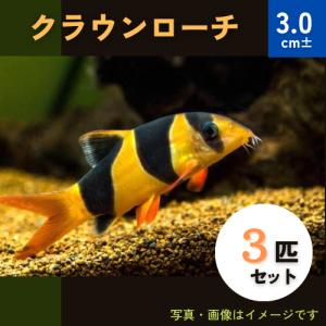 (熱帯魚・コイ)　クラウンローチ　3cm±　3匹｜mame-store