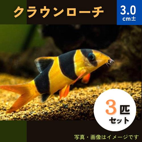 (熱帯魚・コイ)　クラウンローチ　3cm±　3匹