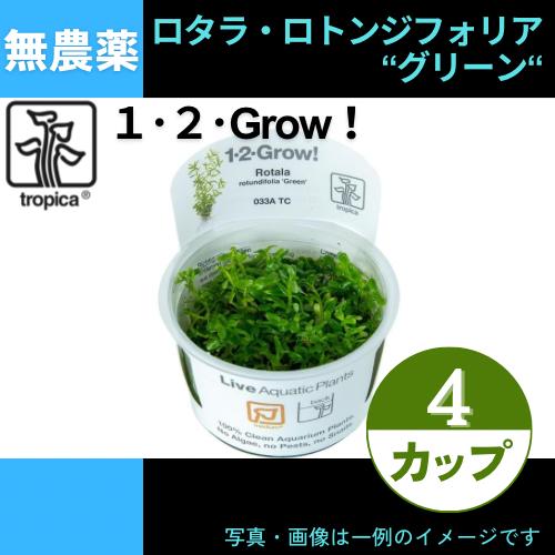 (Tropica・水草)ロタラ・ロトンジフォリア・グリーン＜4カップ＞【1・2・grow!】