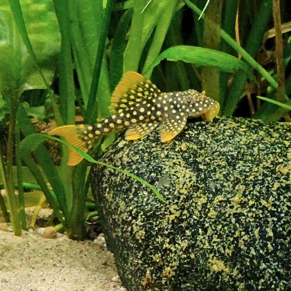 熱帯魚 プレコ ゴールドエッジマグナムプレコ L-014 約5cm 1匹 【人気の大型プレコ】【金色...