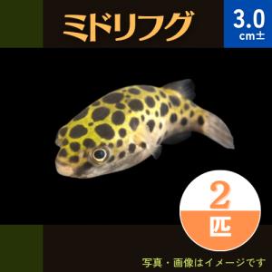 （熱帯魚・フグ)　ミドリフグ　3cm±　2匹｜mame-store