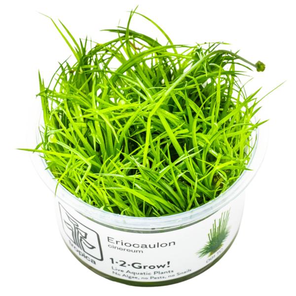 水草 トロピカ社 1-2-Grow! ホシクサ・キネレウム　3カップ（組織培養カップ） 【無農薬】【...