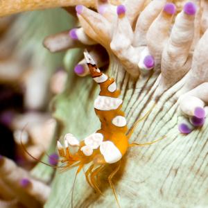 海水生物 海水性甲殻類 イソギンチャクモエビ 1cm± 5匹 【独特のダンス】【共生エビ】