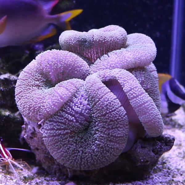 海水生物 イソギンチャク イボハタゴイソギンチャク 7-15cm± 1個 【クマノミ共生】【カーペッ...