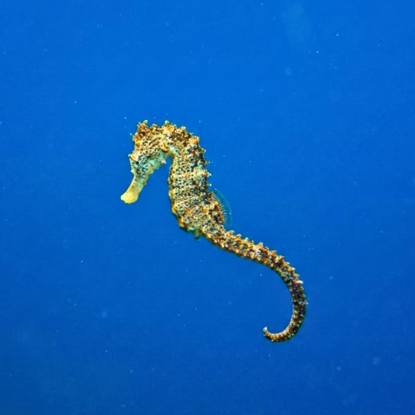 海水魚 タツノオトシゴ クロウミウマ 8cm± 1匹 【丈夫で飼いやすい】【人気種】