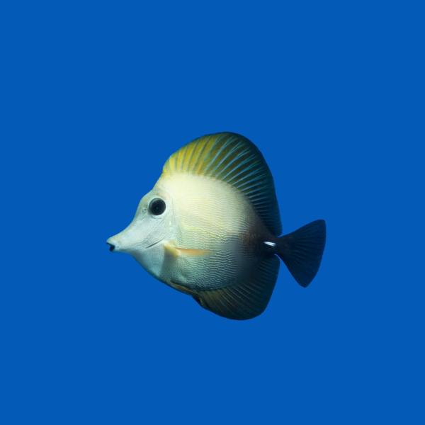 海水魚 ニザダイの仲間 ゴマハギ 6cm± 3匹 【強力なコケ取り能力】【丈夫で飼いやすい】