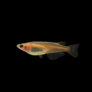 淡水魚 メダカの仲間 ヒメダカ 2.5cm± 1...の商品画像