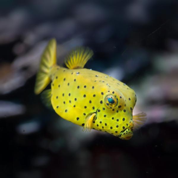 海水魚 フグ ミナミハコフグ 8-10cm± 1匹 【黄色い水玉模様】【愛嬌たっぷり】【人気のハコフ...