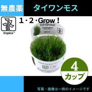 (Tropica・水草)タイワンモス＜4カップ＞【1・2・grow!】｜mame-store