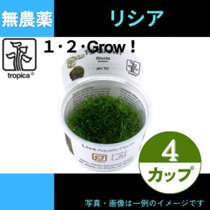 (Tropica・水草)リシア＜4カップ＞【1・2・grow!】｜mame-store