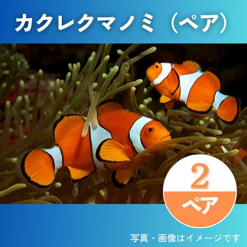 （海水魚・スズメダイ）　カクレクマノミ　2ペア