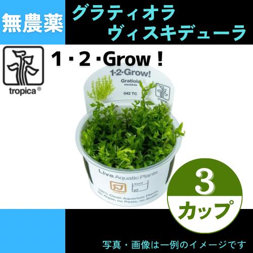 (Tropica・水草)グラティオラ・ヴィスキデューラ＜3カップ＞【1・2・grow!】