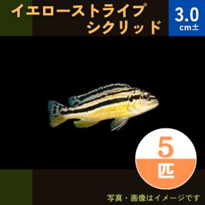 (熱帯魚・アフリカンシクリッド)　イエローストライプシクリッド　3cm±　5匹｜mame-store