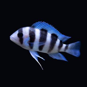 フロントーサ 販売 熱帯魚生体 の商品一覧 観賞魚生体 熱帯魚 アクアリウム用品 ペット用品 生き物 通販 Yahoo ショッピング