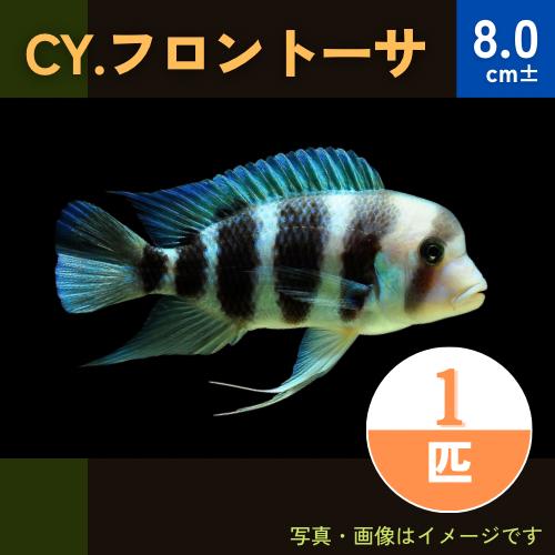 (熱帯魚・アフリカンシクリッド)　CY.フロントーサ　8cm±　1匹