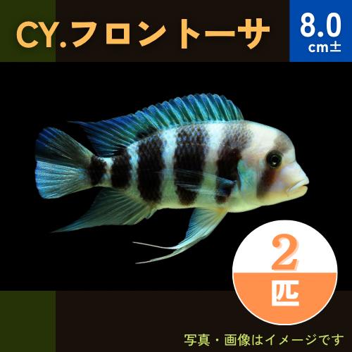 (熱帯魚・アフリカンシクリッド)　CY.フロントーサ　8cm±　2匹