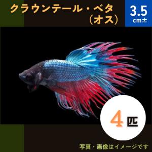 (熱帯魚・ベタ) 　クラウンテール・ベタ　3.5cm±　オス4匹　※色・模様指定不可｜mame-store