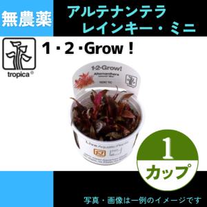 (Tropica・水草)アルテナンテラ・レインキー”ミニ”＜1カップ＞【1・2・grow!】｜mame-store