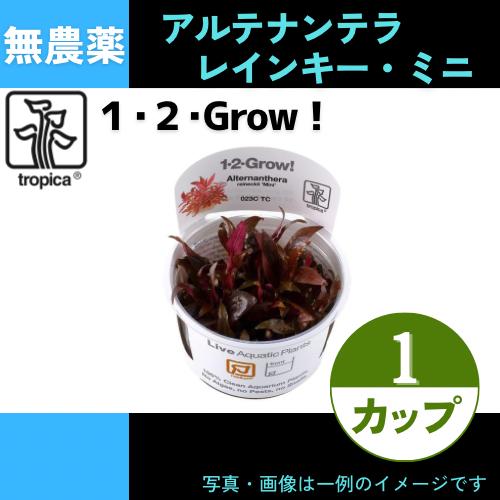 (Tropica・水草)アルテナンテラ・レインキー”ミニ”＜1カップ＞【1・2・grow!】