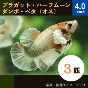 (熱帯魚・ベタ) 　プラガット・ハーフムーン・ダンボ・ベタ　オス3匹　4cm±　※色・模様指定不可｜mame-store