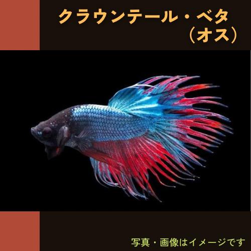 (熱帯魚・ベタ) 　クラウンテール・ベタ　3.5cm±　オス1匹　※色・模様指定不可