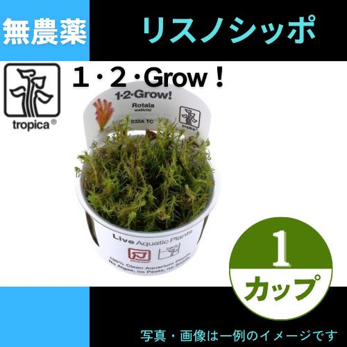 (Tropica・水草)リスノシッポ＜1カップ＞【1・2・grow!】