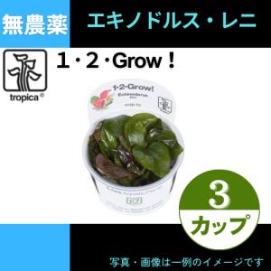 (Tropica・水草)エキノドルス・レニ＜3カップ＞【1・2・grow!】｜mame-store