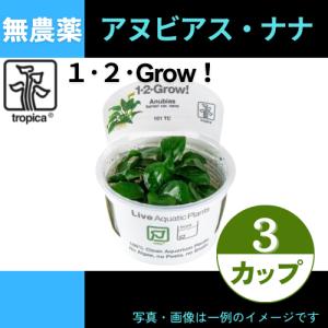 (Tropica・水草)アヌビアス・ナナ＜3カップ＞【1・2・grow!】｜mame-store