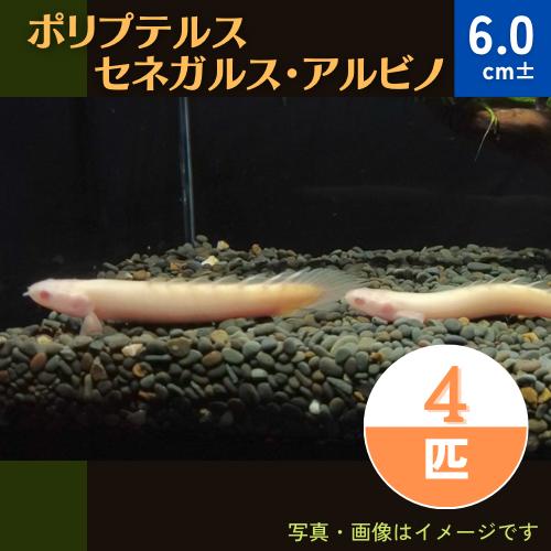 (熱帯魚・古代魚)　ポリプテルス・セネガルス・アルビノ　6cm±　4匹